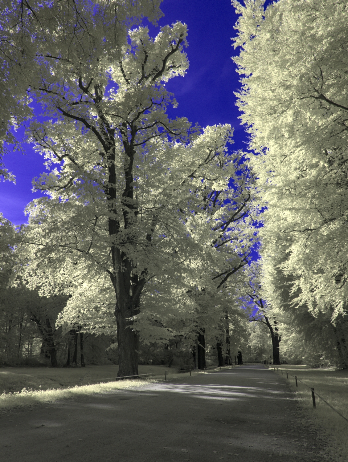 Promenadenstraße im Fürst-Pückler-Park